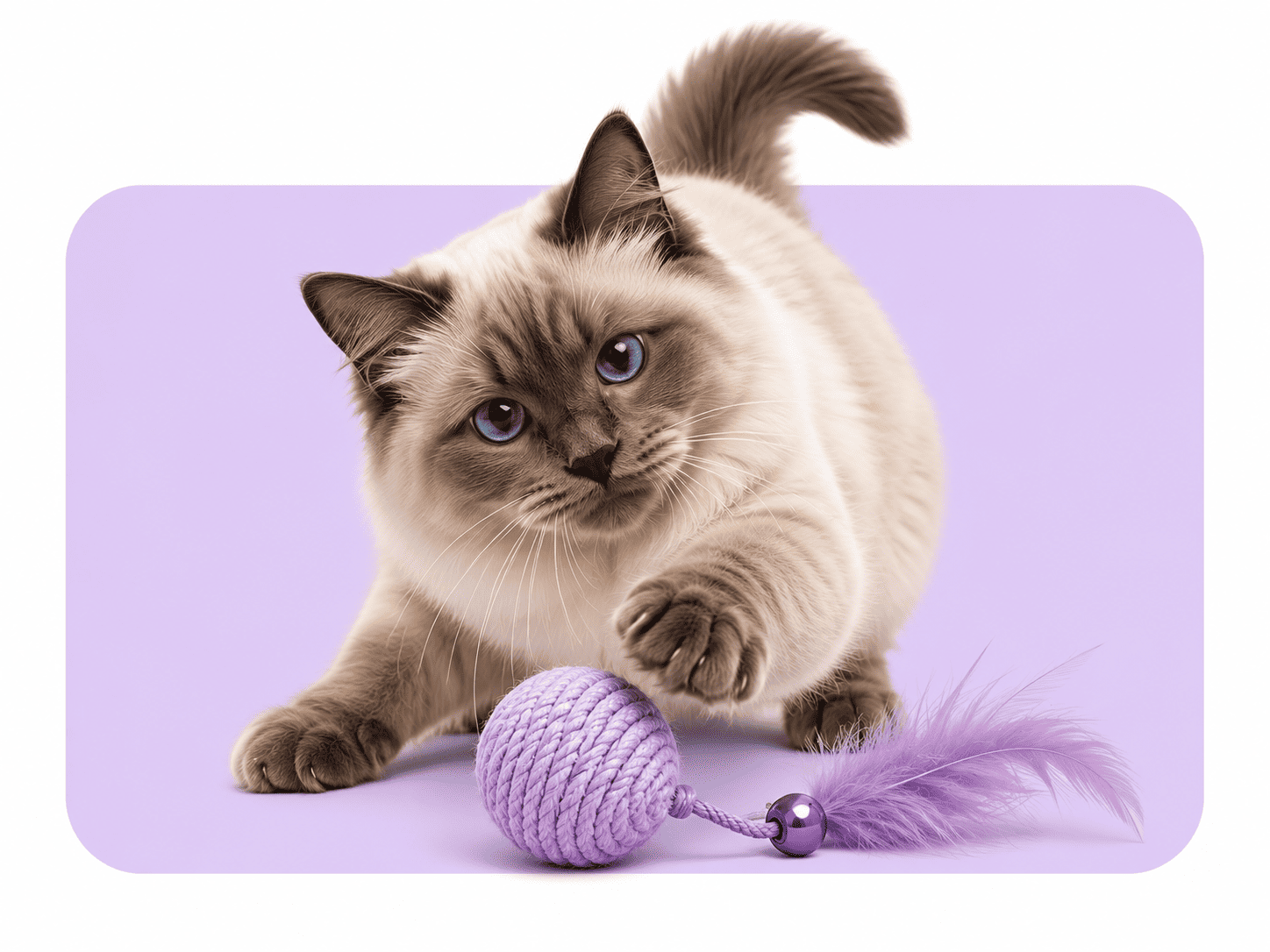 Katzen